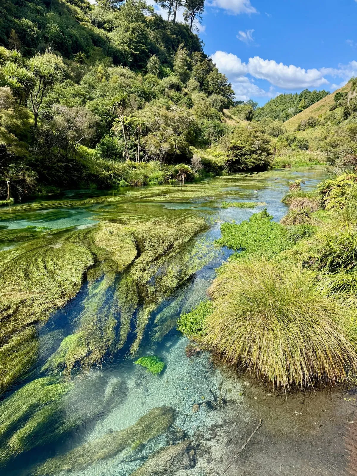 The crystal-clear Te Waihou Blue Springs at Putaruru, Waikato, New Zealand — turquoise water flowing over green aquatic plants between native bush